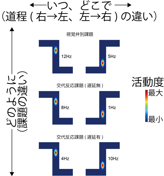 図2．ある一つの神経細胞が活動する迷路内の位置と活動の強さ