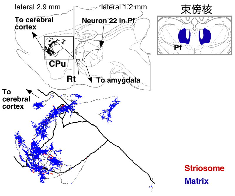 束傍核からの投射