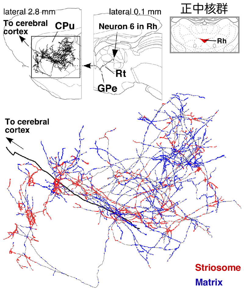 正中核群からの投射